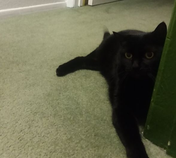 LITTLE PUMA