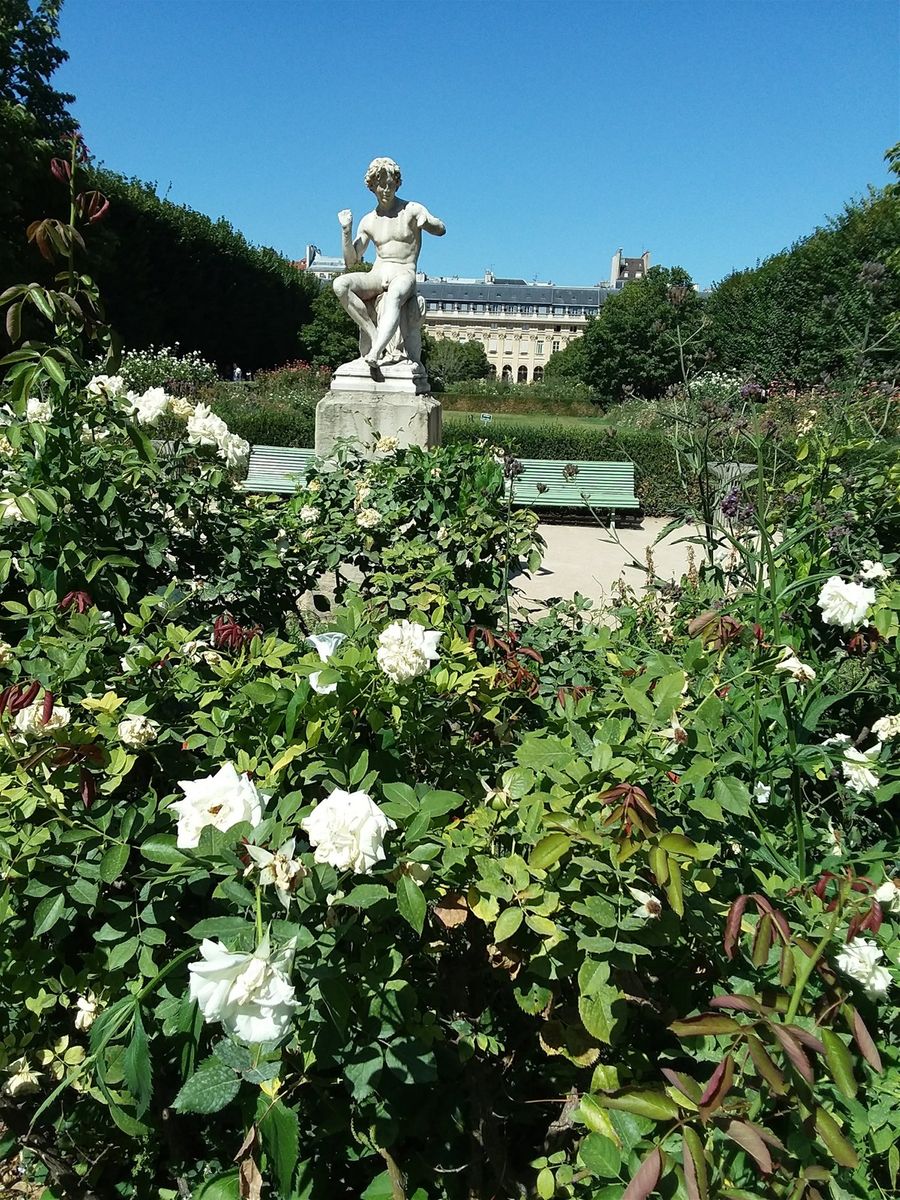 This is a very lovely park on the grounds of the Palais Royal in Paris. This park  is called the Palais Royal Gardens. .