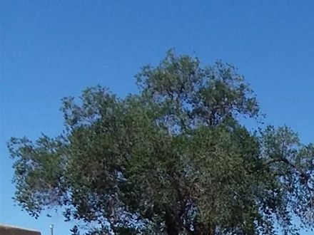 This is the fourth photo I took at Old Town Plaza Taos but it is the best one because it includes my wife Farida.