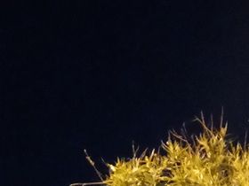 Blood Flower Super Moon before a lunar eclipse.