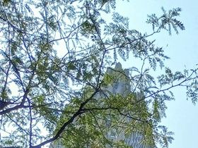 And what is on the opposite side of 5th Avenue from Saint Patricks' Cathedral? Rockefeller Center with Atlas Statue.