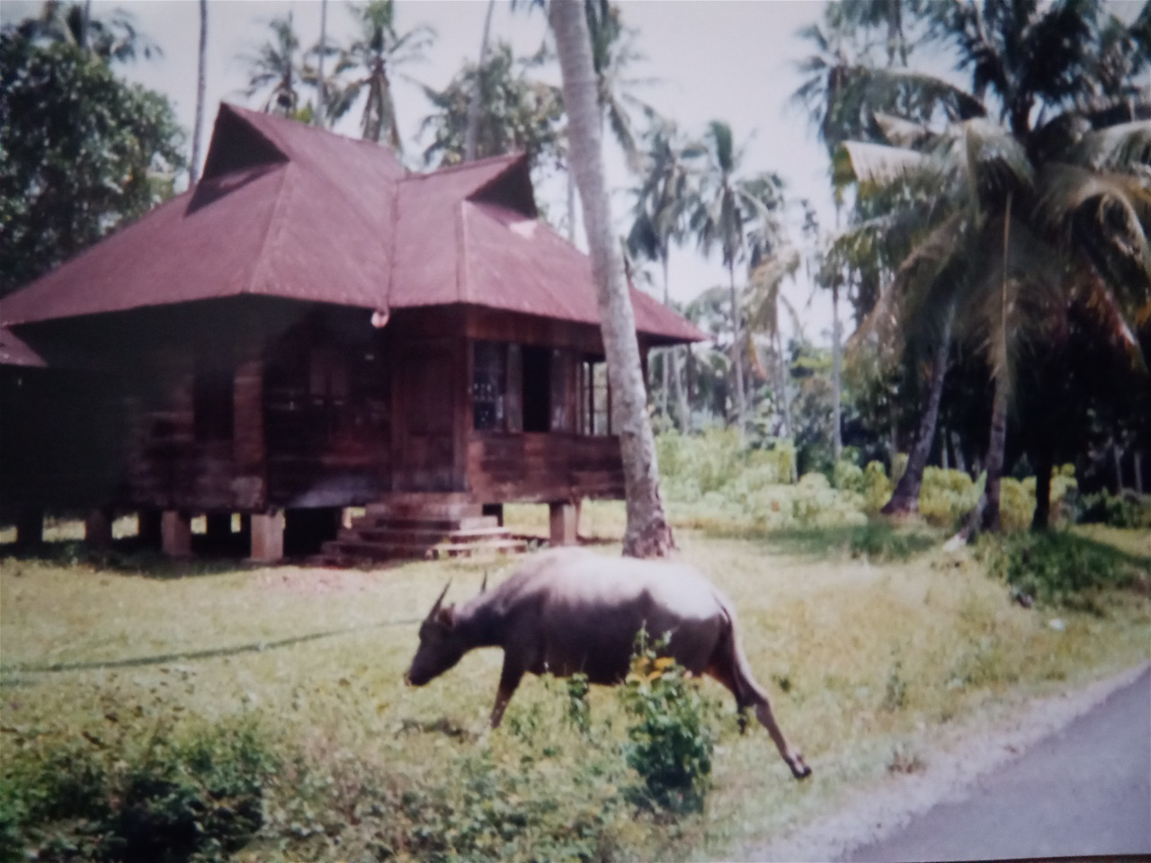 THIS KERBAU WAS SEEN ON THE ROAD TO BARUS.