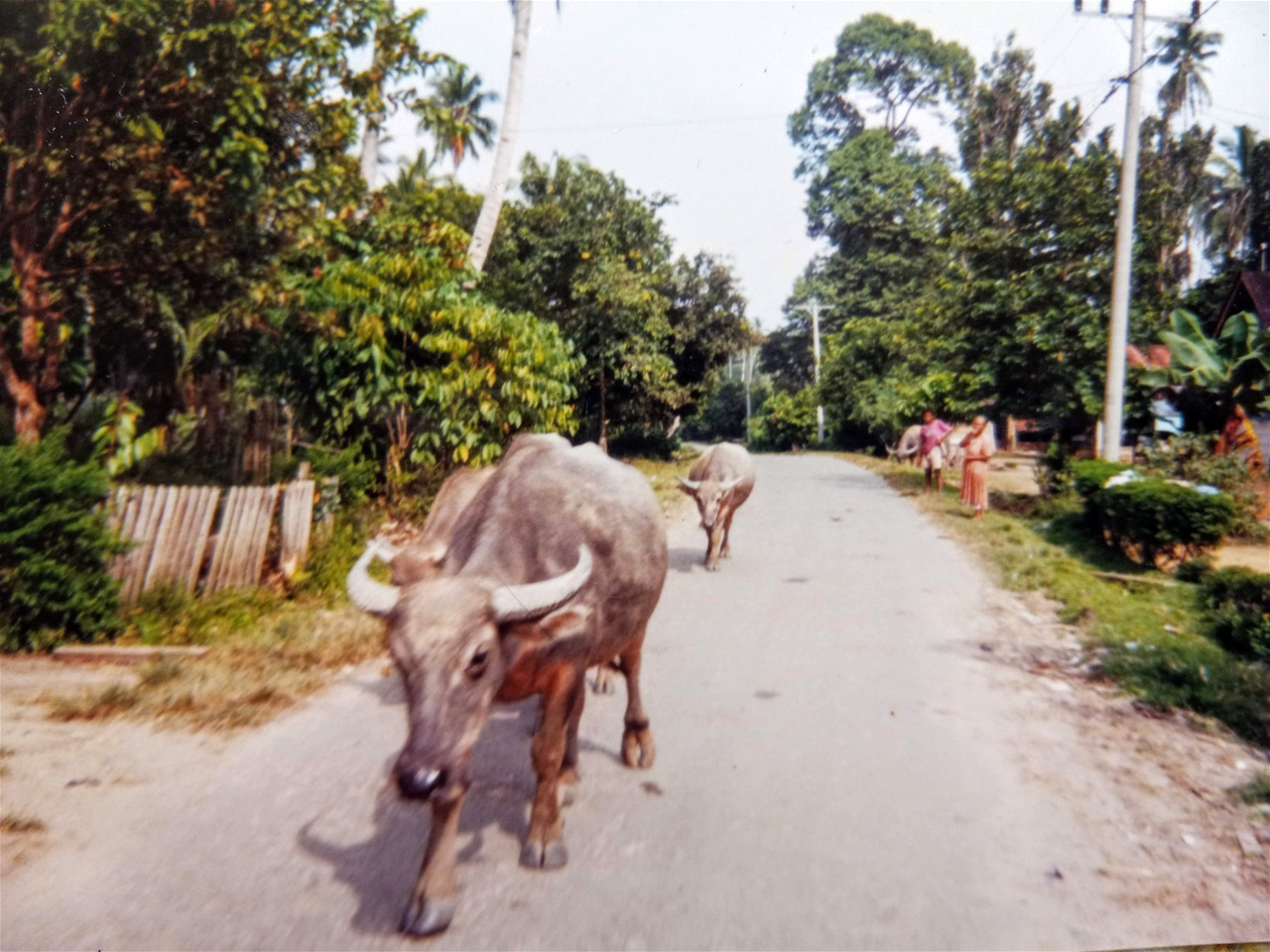 MORE KERBAU ON THE ROAD TO BARUS WHICH IS ON THE INDIAN OCEA.N.
