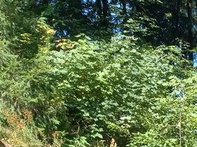 To enter the Japanese Gardens of Portland Oregon, one must climb a fairly long flight of steps. This photo is from the very first place you will reach after climbing the steps.