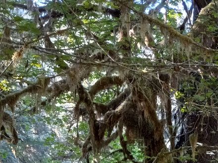 Here is Reno taking a photo in the Hoh Rainforest. This trail is called the Hall Of Mosses. It is a very easy loop trail with a height elevation of only about 400 feet. Hoh Rainforest is in Olympic National Park Washington State USA..