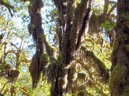 And here is Farida taking photos in Hoh Rainforest. The old growth trees covered with moss are a true wonder to behold.