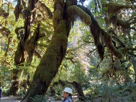 And here is Farida taking photos in Hoh Rainforest. The old growth trees covered with moss are a true wonder to behold.