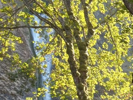 We were on a tour of the Columbia River Gorge area. We were about 10 persons in a van. This waterfall is the tour guides' favorite waterfall. We visited 5 waterfalls while on this tour.
