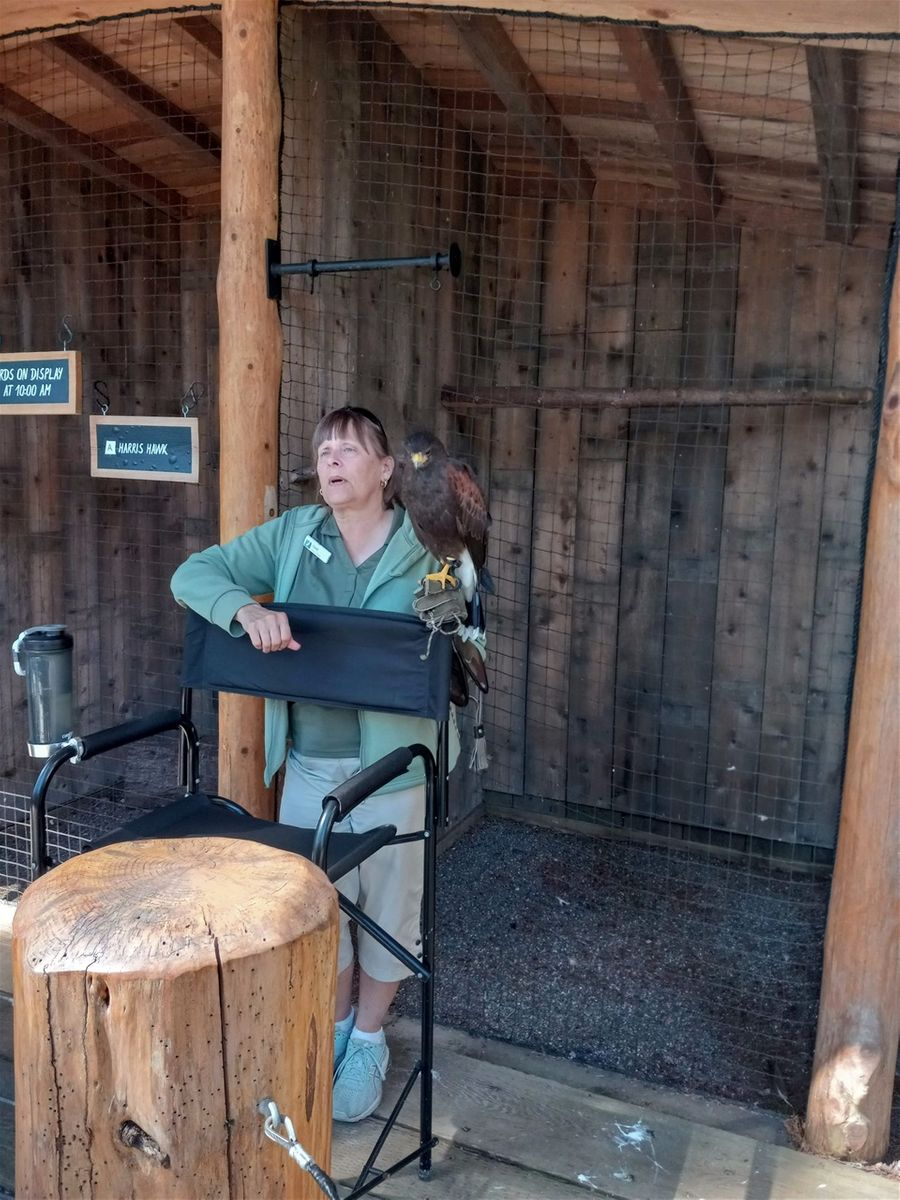 After leaving Capilano Suspension Bridge Park you will walk by Raptor Ridge. We stopped to photograph the owl and this hawk that were on display the day we were here (they have several raptors that they take turns displaying).